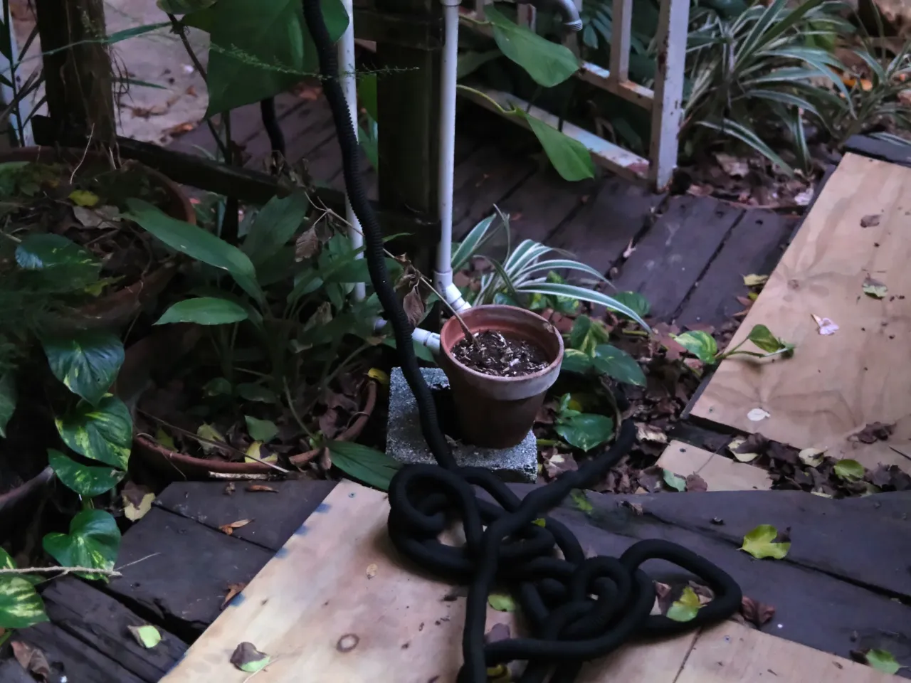 On days when low pressure delivers water to only the first floor, residents of upper floors have permission to fill their jugs from Palacios' garden hose.