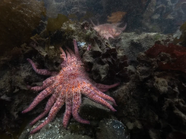 Billions of sea stars have died. A Northwest tribe is trying to save the species
